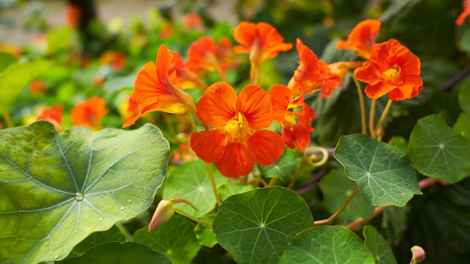 Trailing stems with rounded, shield-like leaves and vivid funnel-shaped flowers in warm shades.