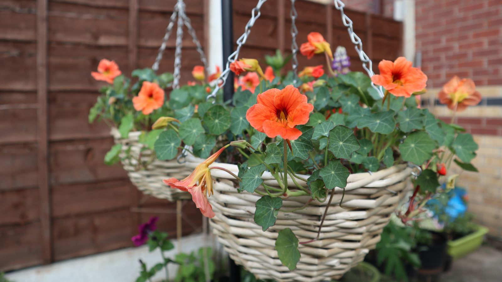 Multiple Tropaeolum spp. plants with lovely orang blooms and deep green leaves placed somewhere shady