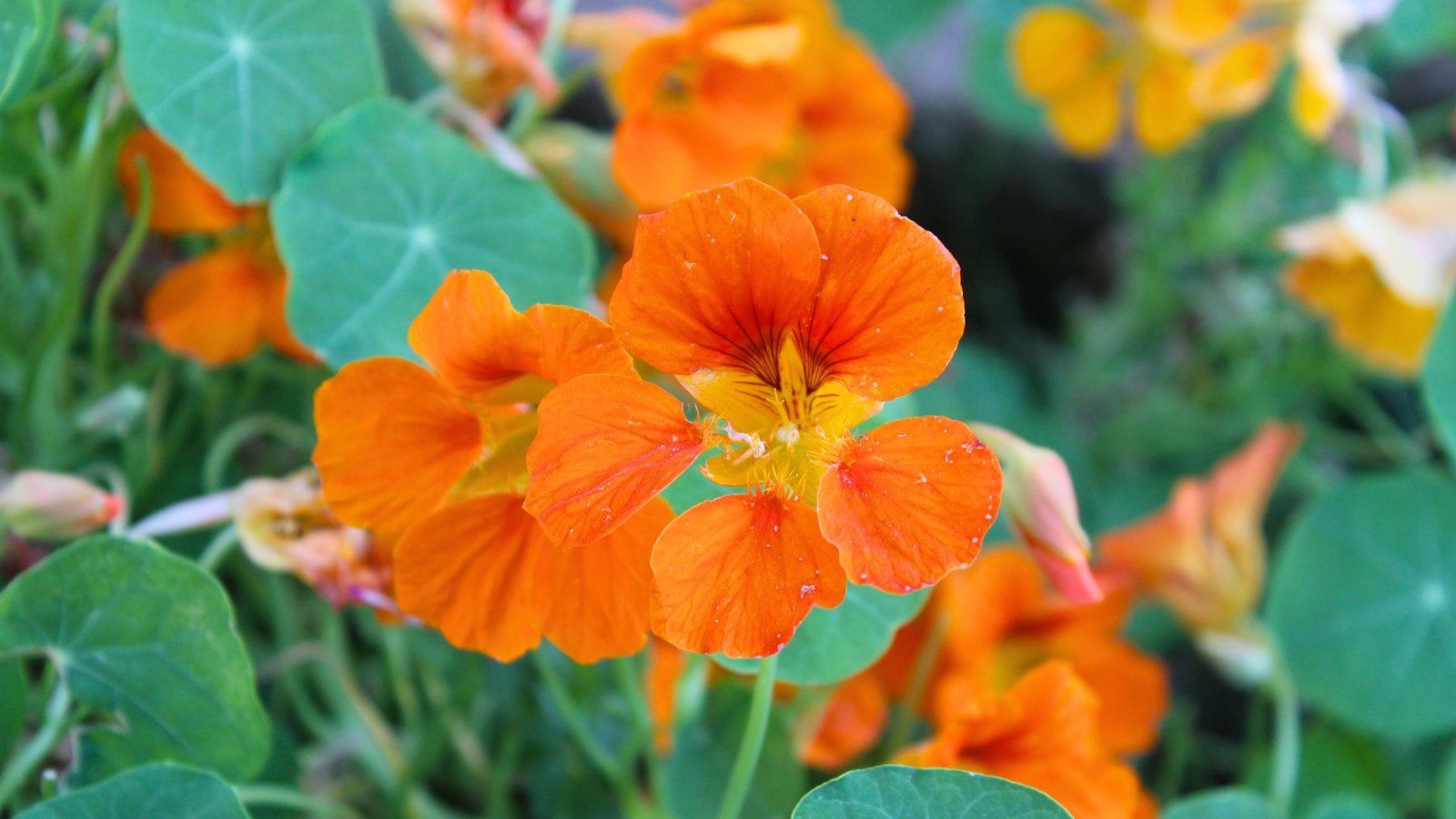 Bright orange, trumpet-shaped flowers with delicate petals and yellow accents are nestled among round, light green leaves.