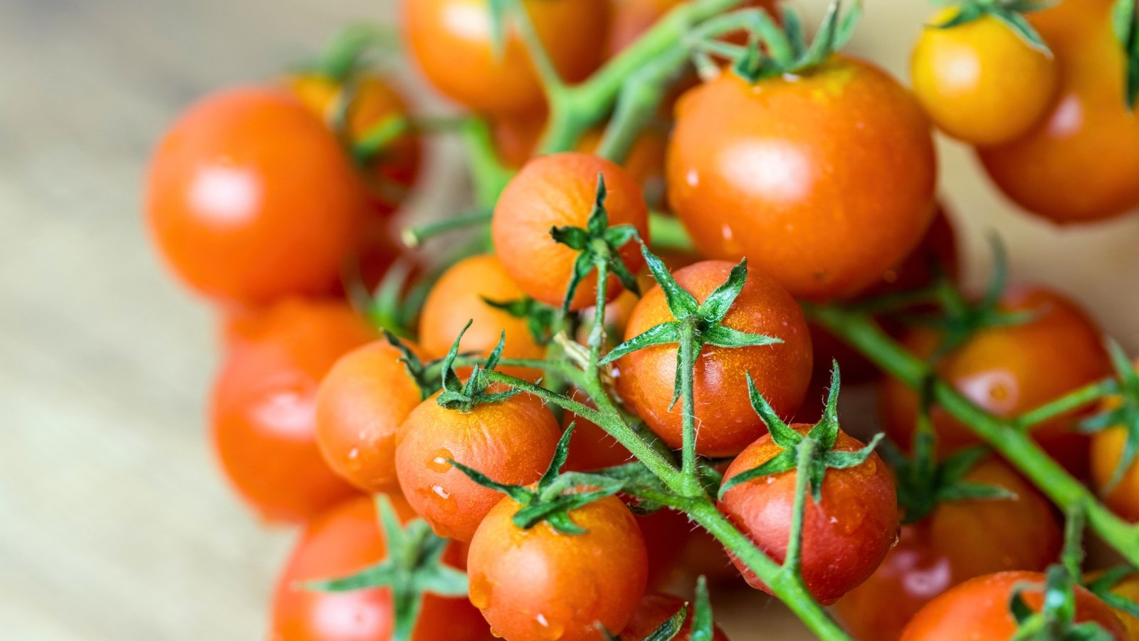 A cluster of small, glossy, round orange to red fruits with water droplets, on a green stem.