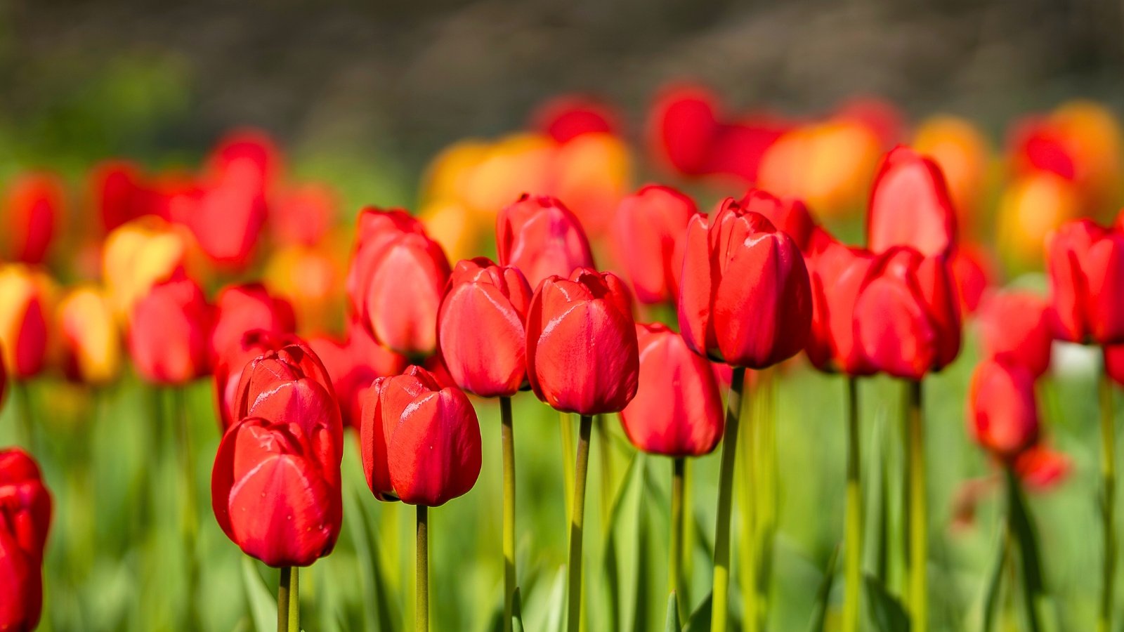 A cluster of elegant, cup-shaped red blossoms with smooth petals and tall, smooth green stems stands in a field.