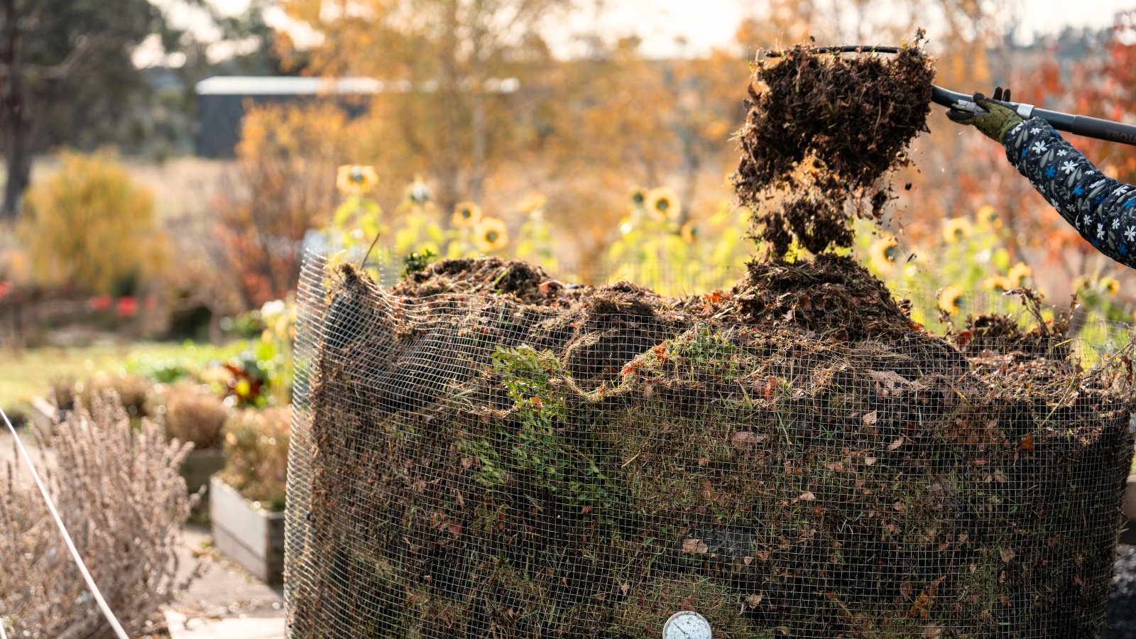 A gardener uses a large garden shovel to turn a compost pile in a tall mesh bin.