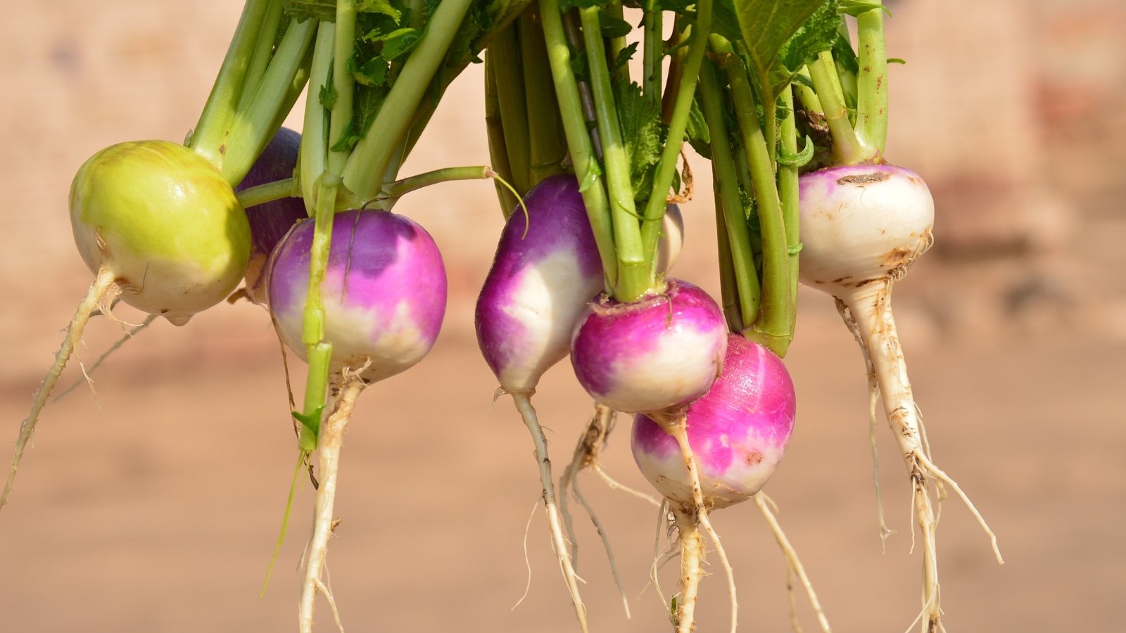 A hand holds round, smooth white-purple roots with leafy green tops, freshly harvested and dangling in a bunch.