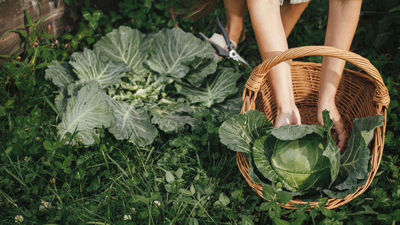 Vegetables sow August, ready to harvest when they are mature looking leafy and lovely with a gardener harvesting the crop