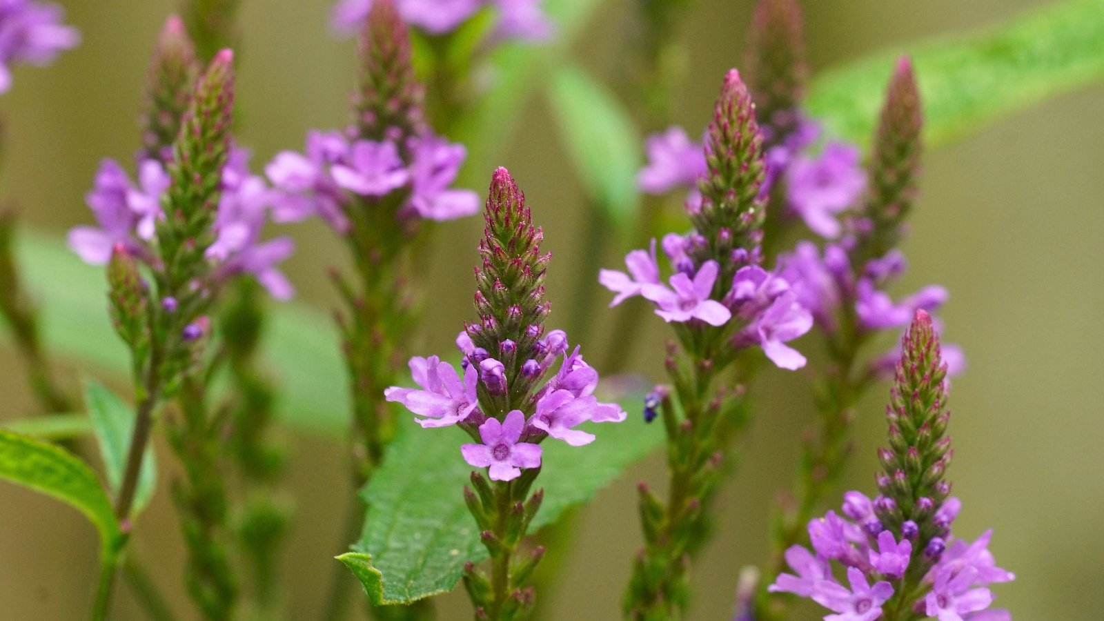 A vertical spike of small, light purple flowers with five petals each emerges from a green stem, surrounded by several other similar spikes and green foliage.