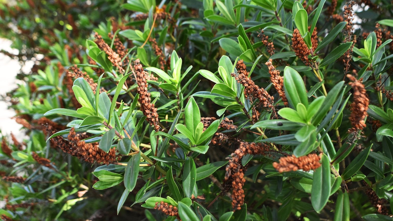 Small, elongated seed heads forming at the tips of faded flower spikes, nestled among glossy green leaves of the shrub.
