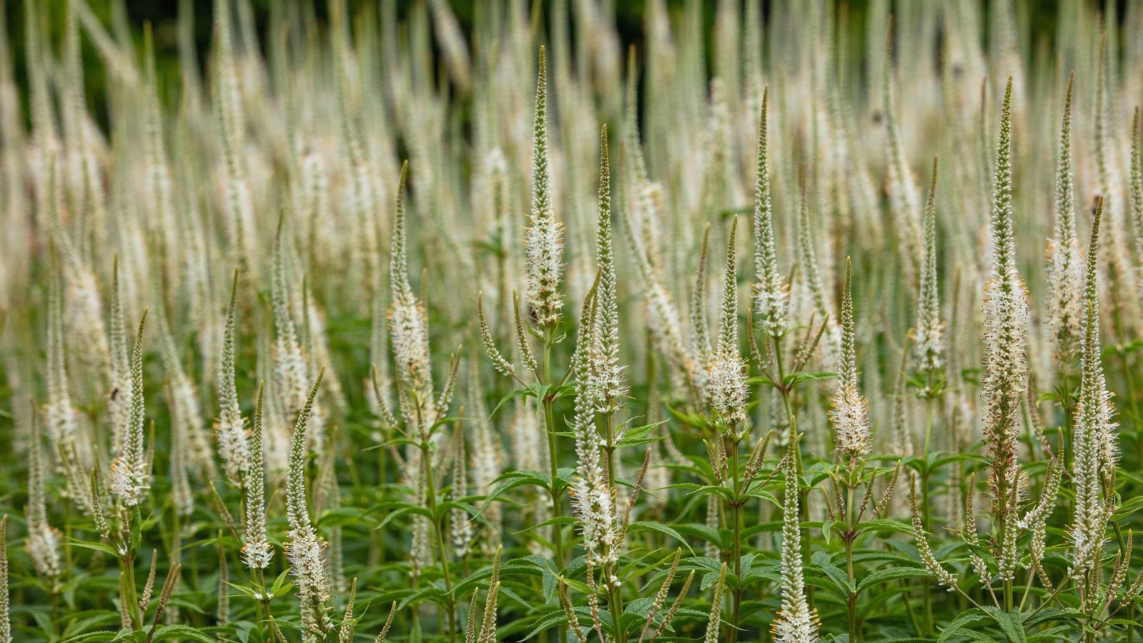 A dense field of tall, slender white and pale yellow flower spires rising from green foliage.