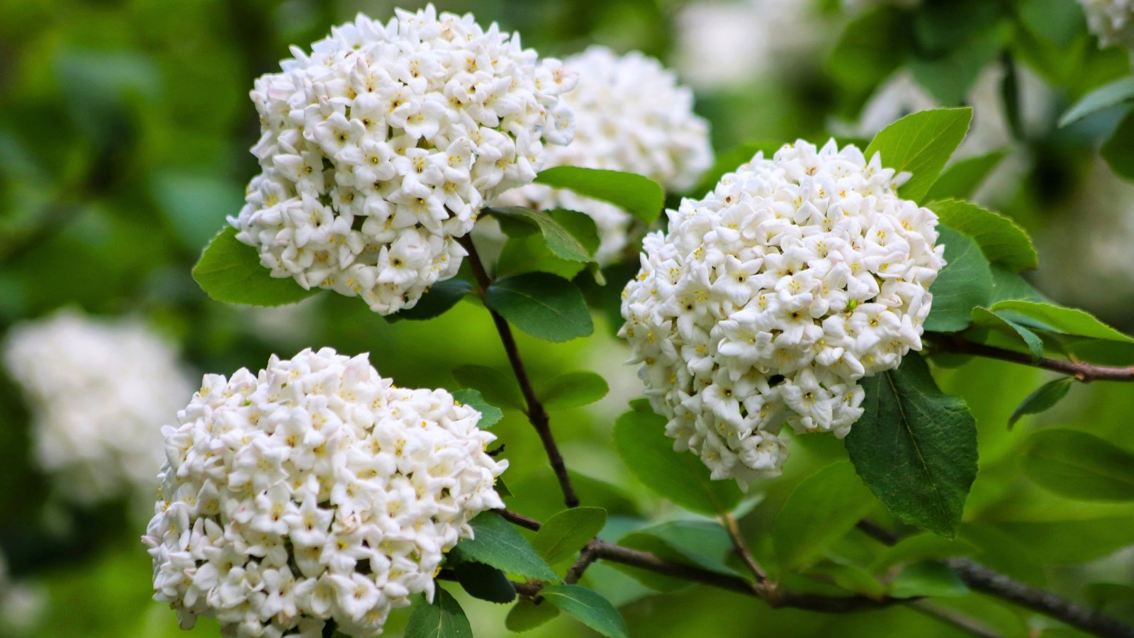 Three large, domed clusters of small, white, five-petaled flowers with yellow centers against green leaves.