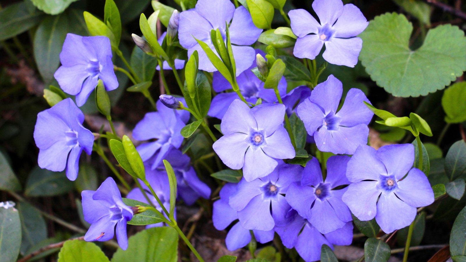 Vibrant periwinkle-blue, five-petaled flowers with small white centers nestle among glossy green leaves.
