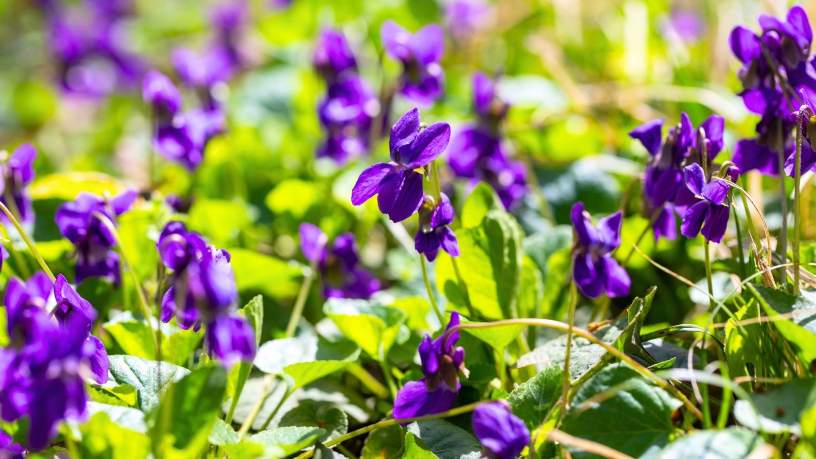 A dense scattering of deep purple, five-petaled flowers with slightly cupped petals and faint white centers emerges from a bed of light green foliage.