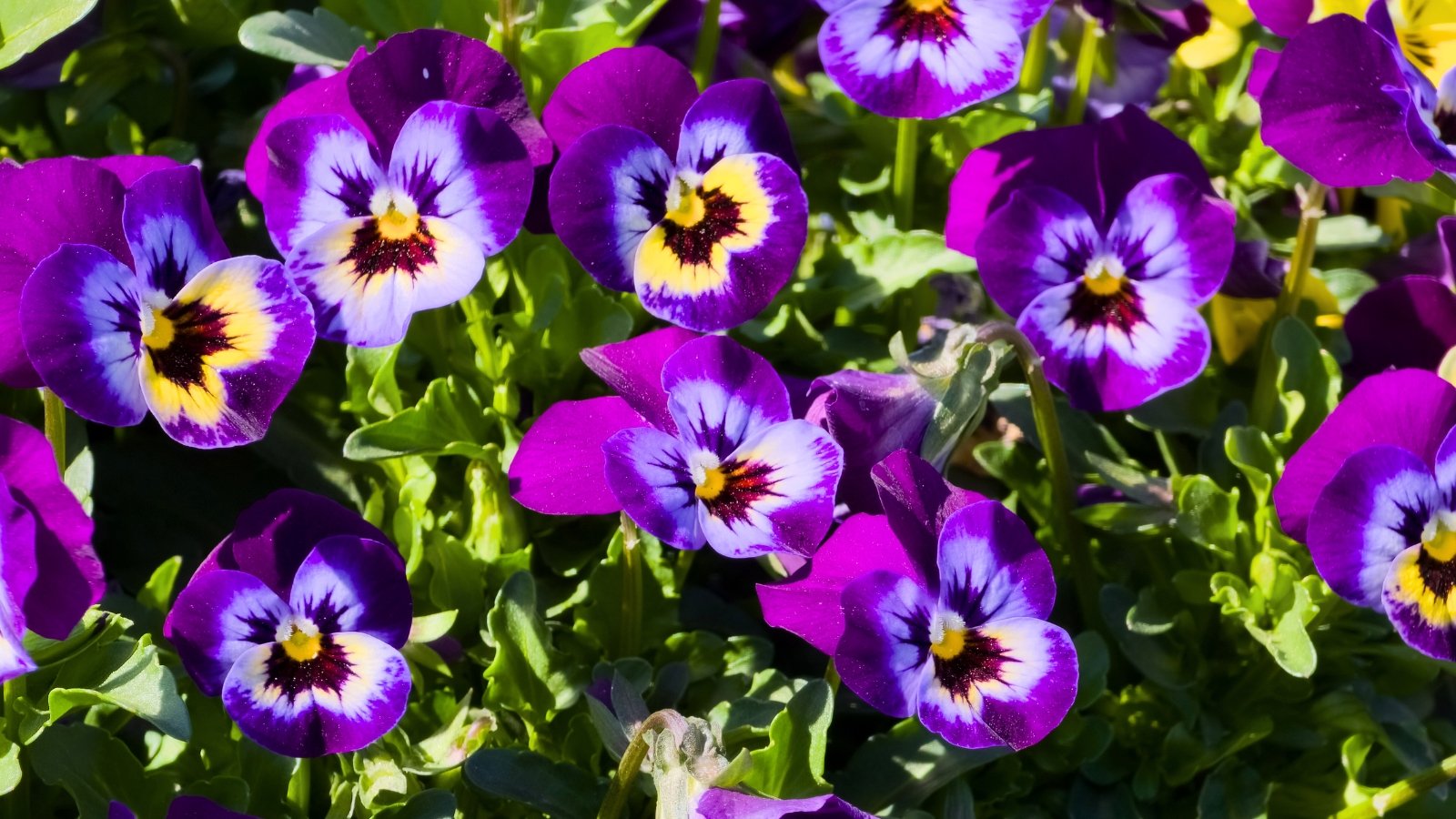 A collection of bright purple flowers with yellow and dark purple markings and slightly ruffled petals grows among green leaves.