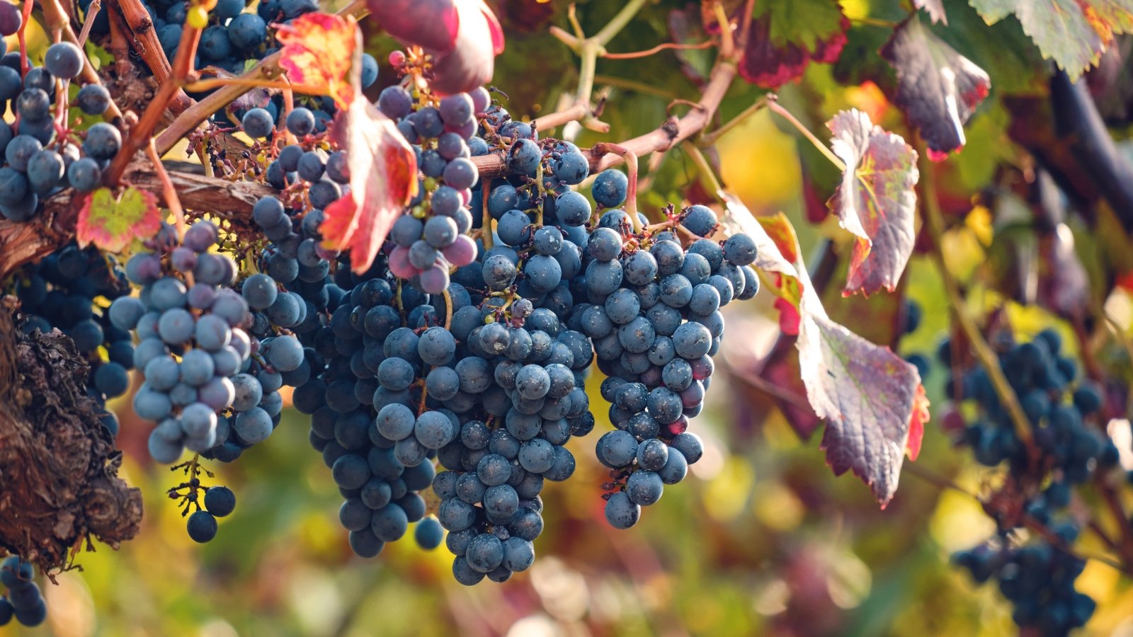 Grape vines with twisting stems and vivid red autumn leaves hold a few remaining dark, shriveled fruits clinging to the aging clusters.