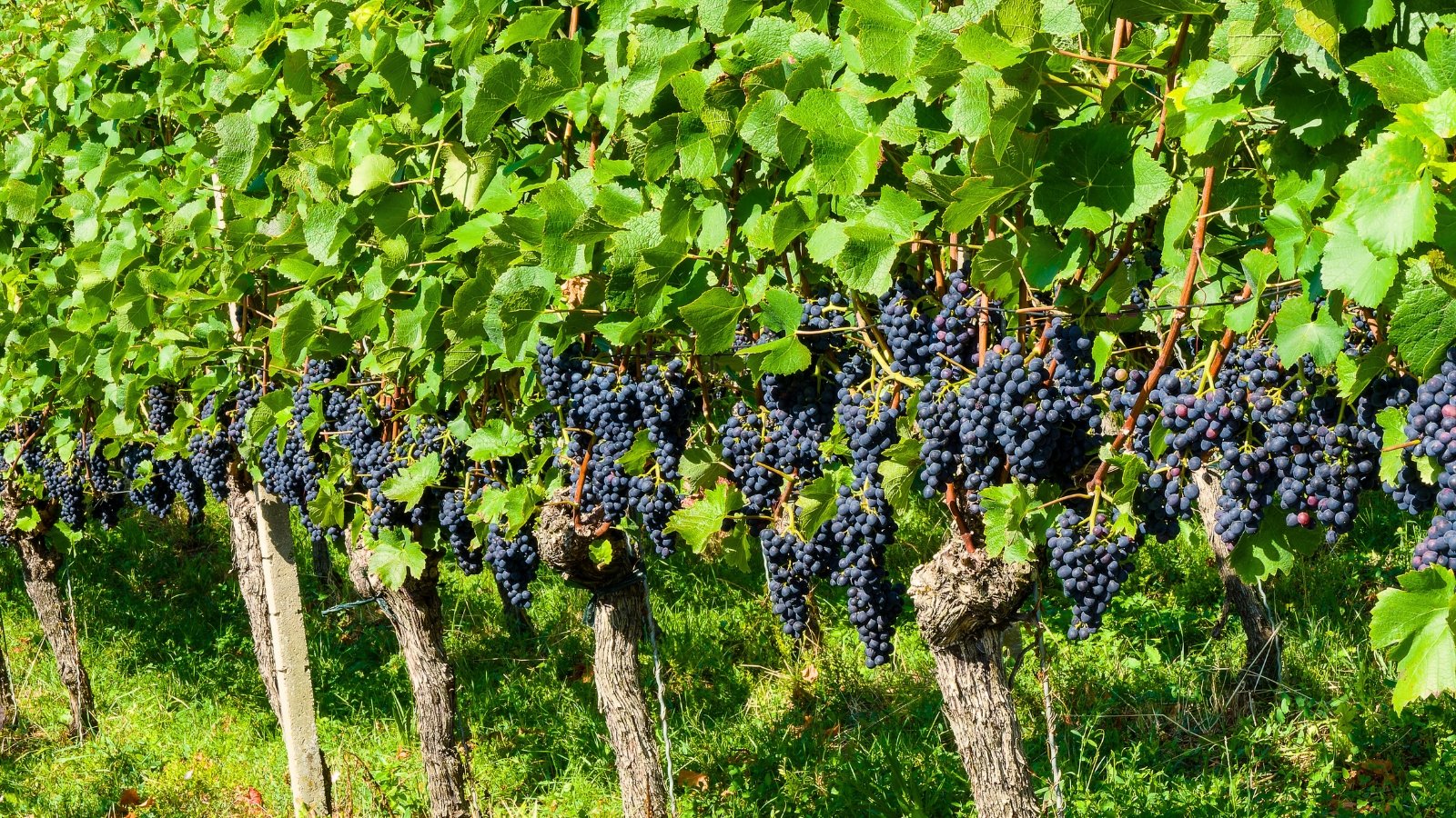 Tangled woody vines support clusters of purple, plump, round fruits tucked among broad, lobed green leaves on a plantation.