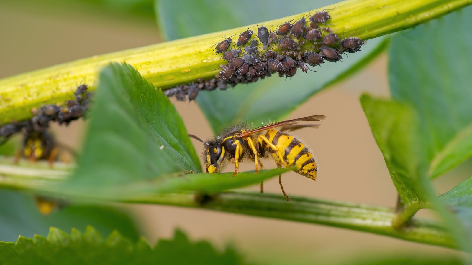Wasp with yellow and black markings perched on a green leaf nibbling honeydew near clustered black aphids on the stem.