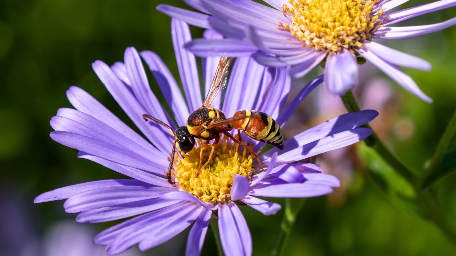 Potter wasp with slender yellow and black body perched on vibrant purple aster petals.