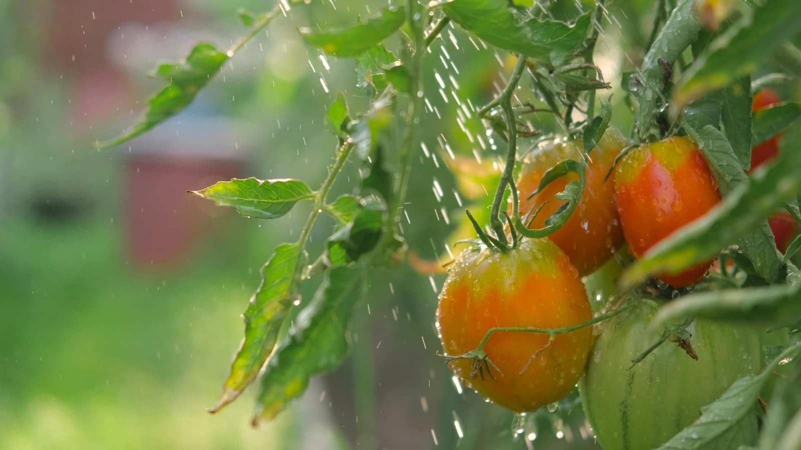 Close-up of orange oval-shaped cherry tomatoes nestled among green foliage, glistening with water droplets from watering.