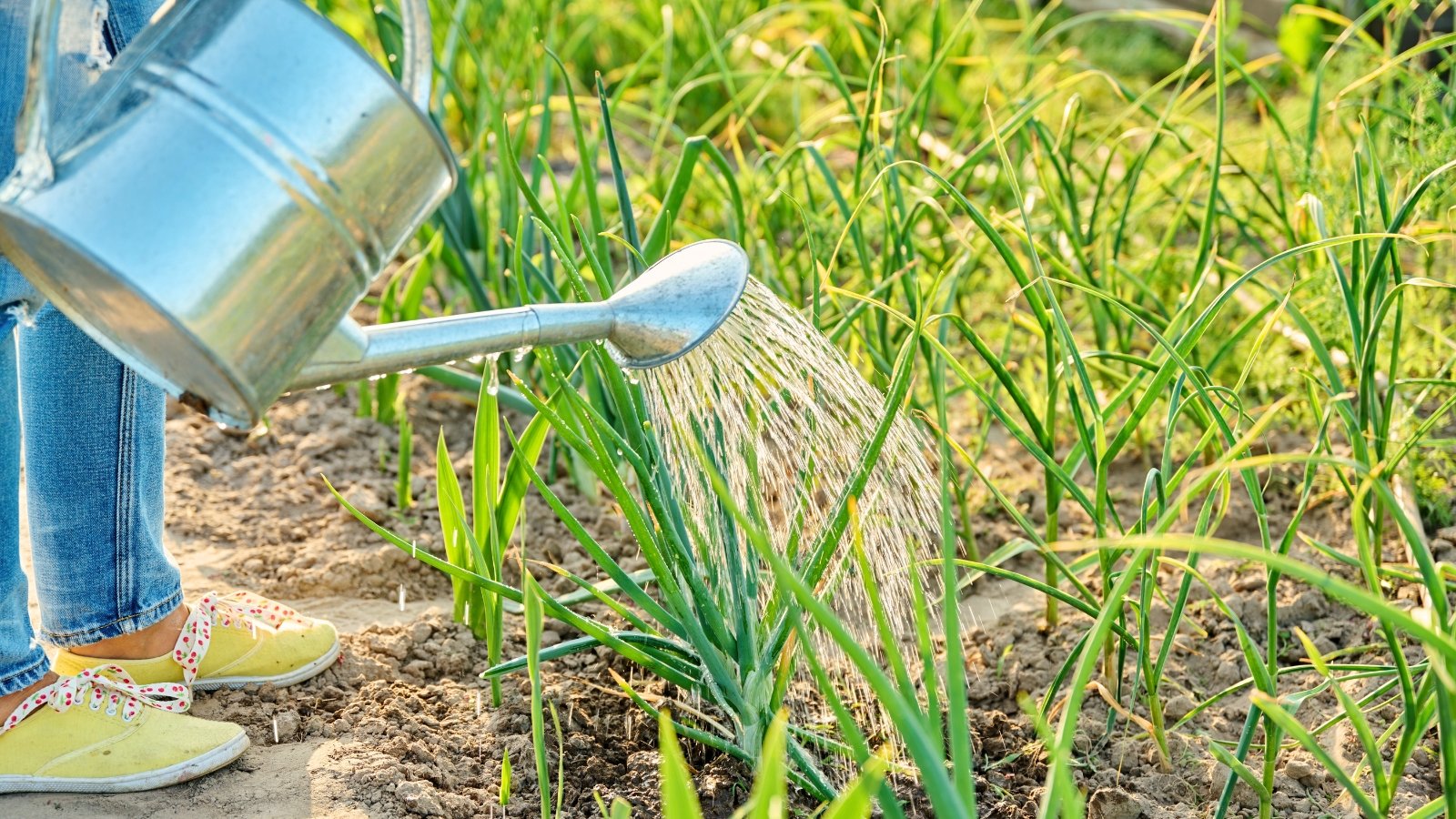 A gardener with a large metal watering can waters a bed of onion plants growing in rows with tall, slender green leaves sprout from loose brown soil.