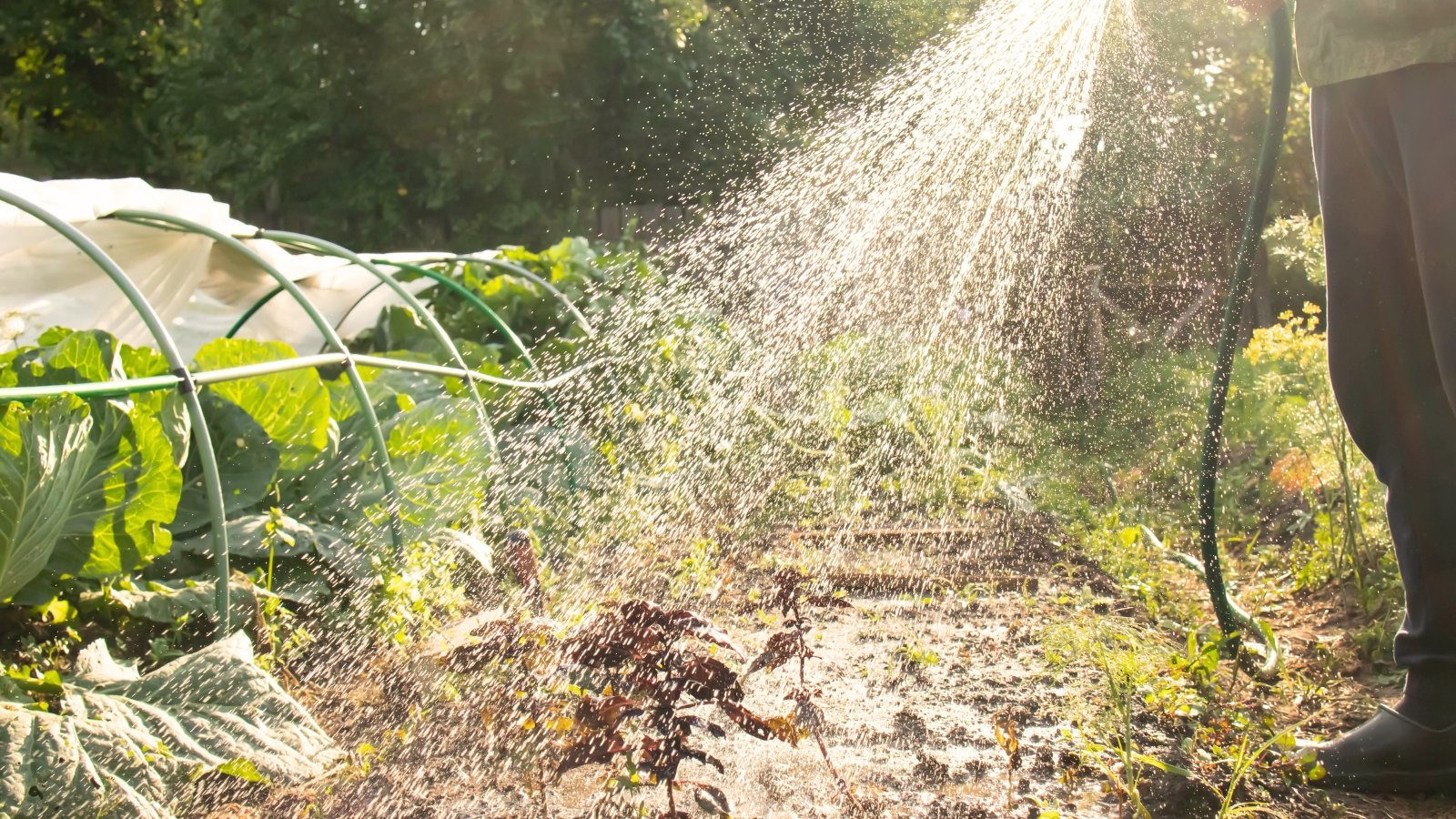 A male gardener waters a sunlit vegetable garden with a hose, casting soft shadows on green foliage.
