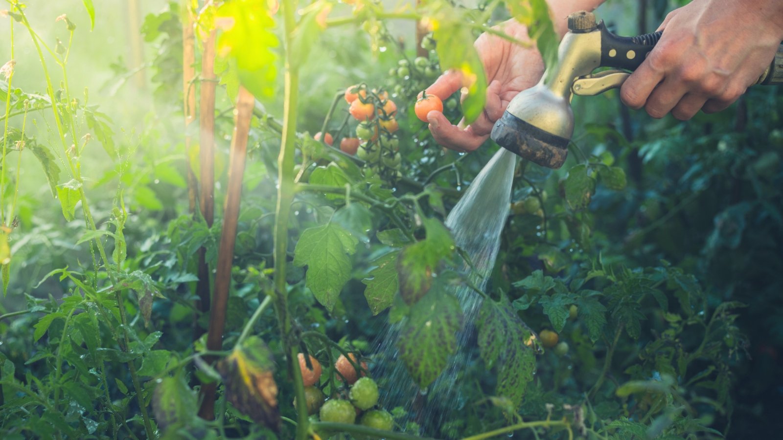 Watering cherry tomato plants with bright yellow, round fruits among lush green foliage using a hose with a spray nozzle.
