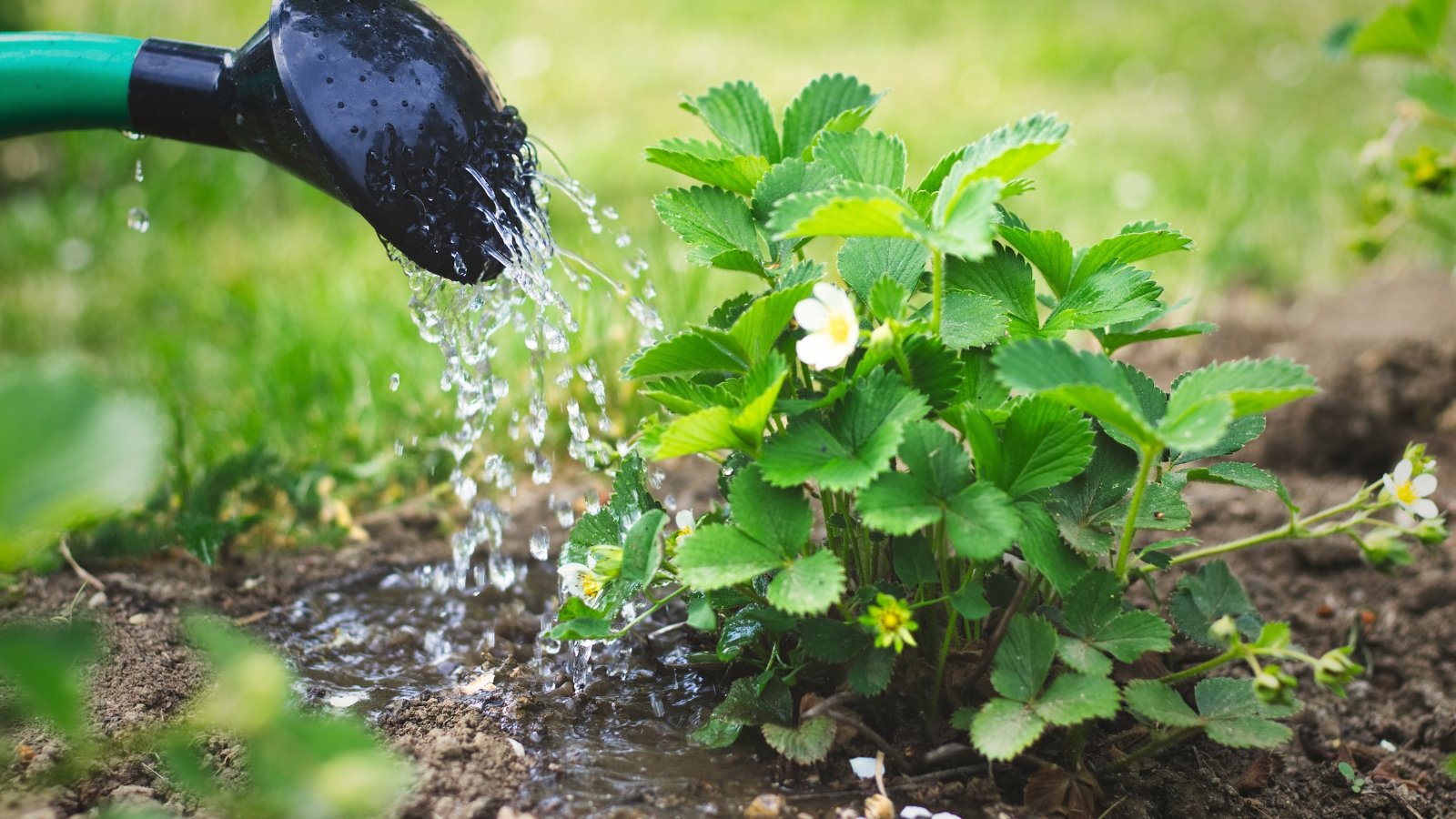 A watering can sprinkles water onto a young strawberry plant with small white blooms in a garden bed.