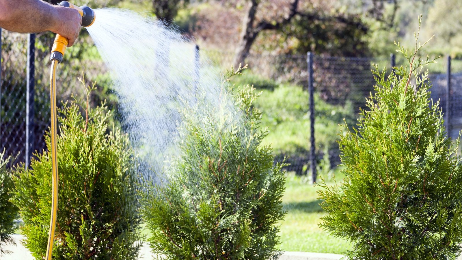 Gardener holding a hose watering young thuja trees with bright green foliage in a sunny garden.
