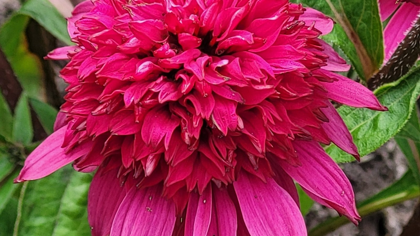 Pink petals with white streaks radiate from a rusty orange cone close-up.