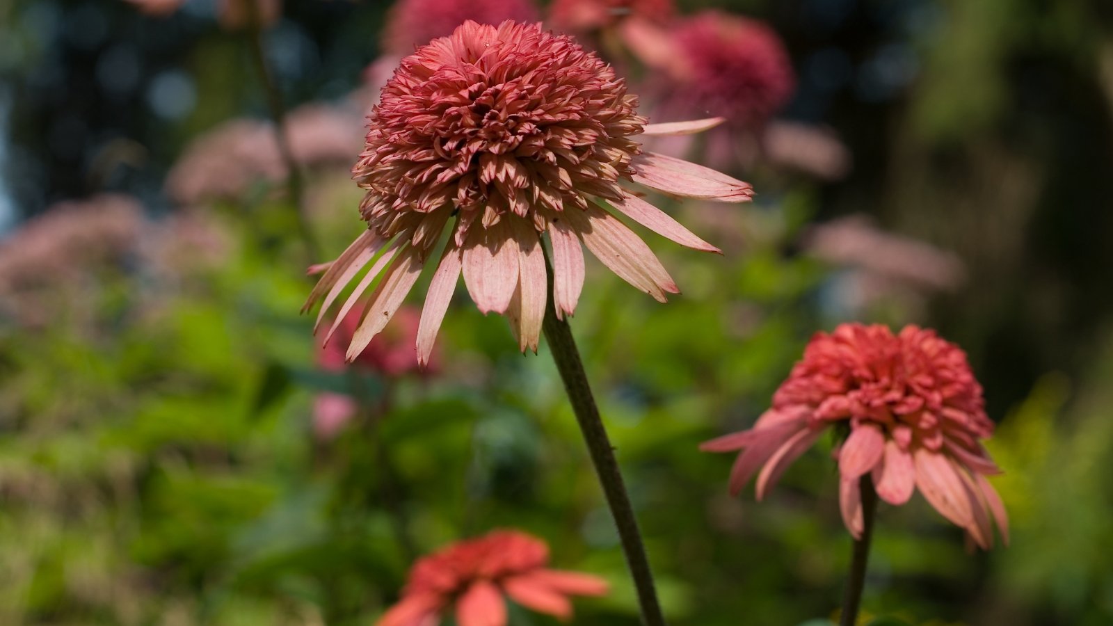 Double-layered pink petals with creamy tips encircle a large orange cone atop thick stems lined with lance-shaped, hairy leaves.