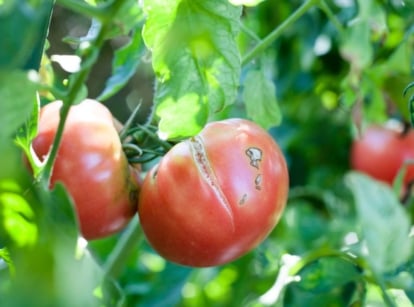 Ways to cure cracked tomatoes, appearing to be multiple pieces dangling from the plant with bright green foliage placed under the warm sunlight