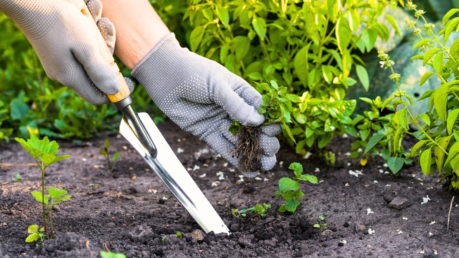 Close-up of a gardener's hands in grey gloves removing weeds using a long metal tool in a garden bed.