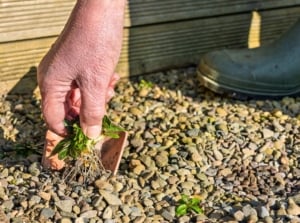 Close-up of a gardener's hand pulling a small weed with green leaves and a thin tuft of roots from a gravel garden bed.