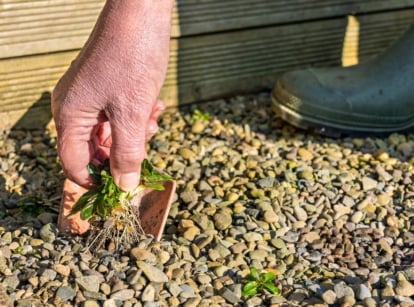 Close-up of a gardener's hand pulling a small weed with green leaves and a thin tuft of roots from a gravel garden bed.
