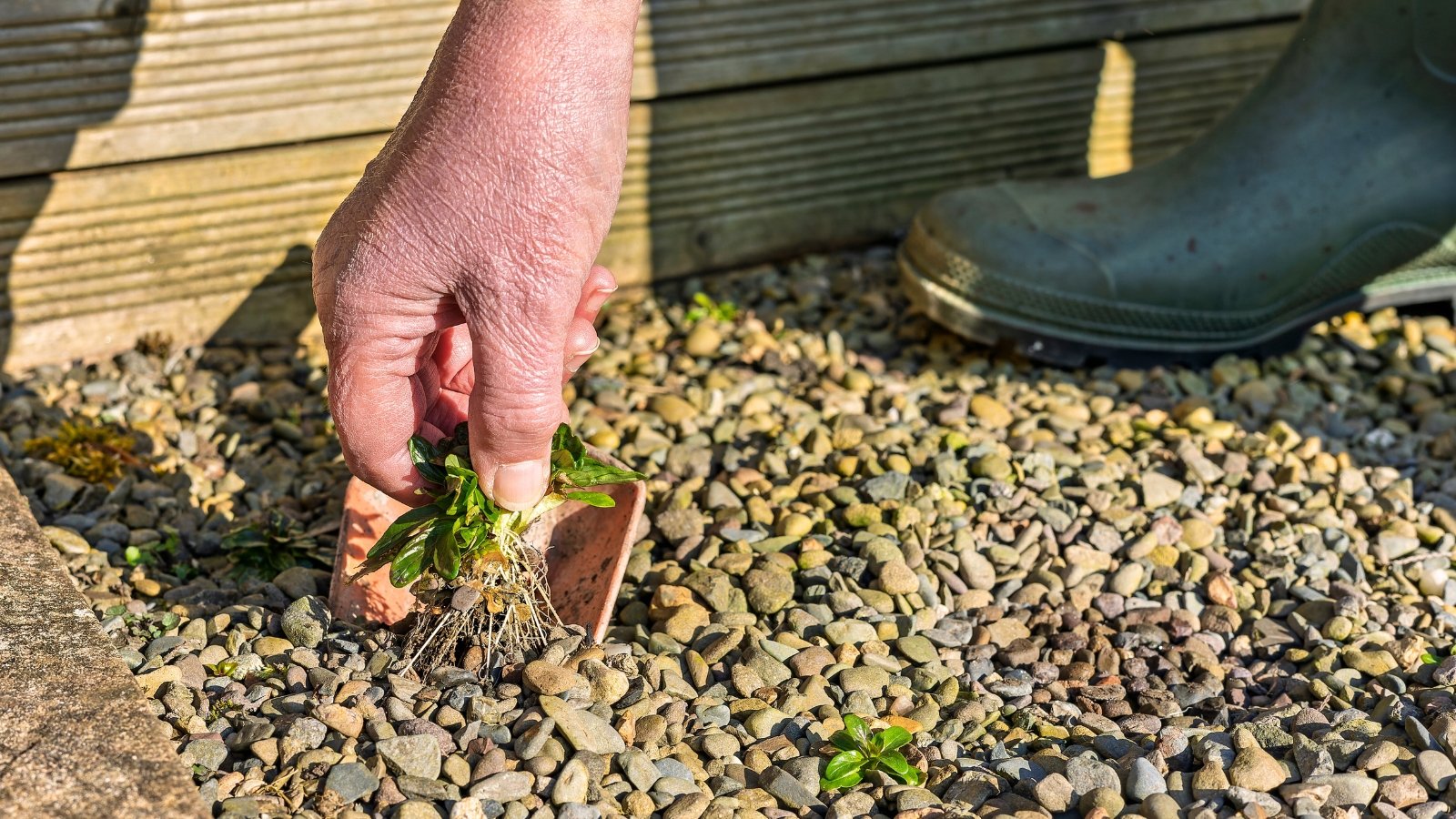 Close-up of a gardener's hand pulling a small weed with green leaves and a thin tuft of roots from a gravel garden bed.