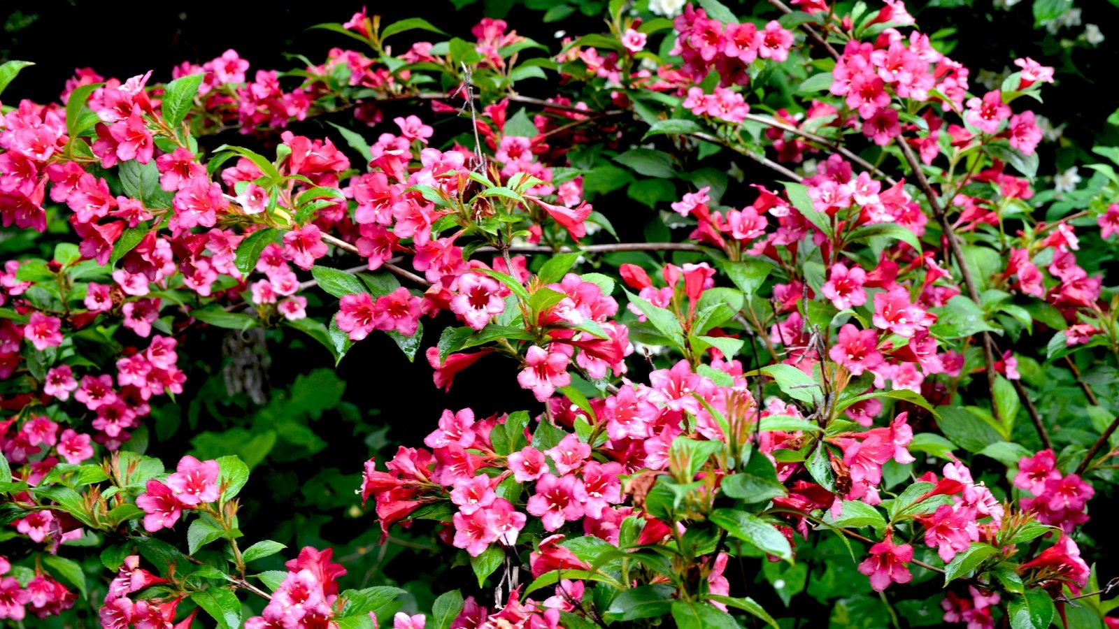 A shrub covered in numerous bright pink, bell-shaped flowers with prominent stamens and green leaves.