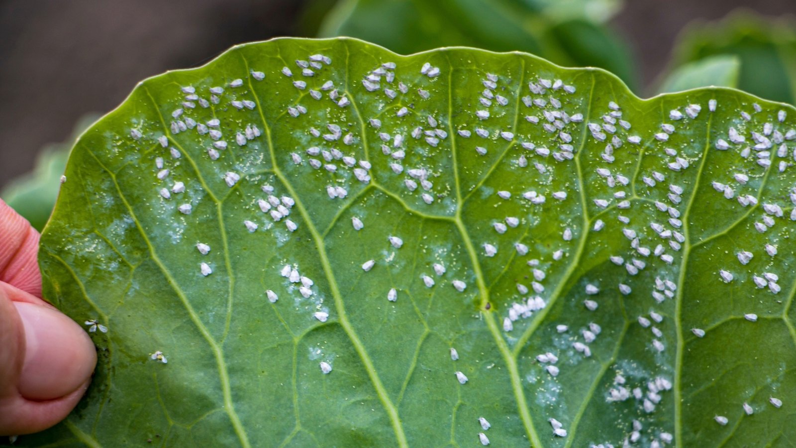 A woman's hand displays a green broad leaf heavily infested with clusters of tiny whiteflies scattered across the surface.