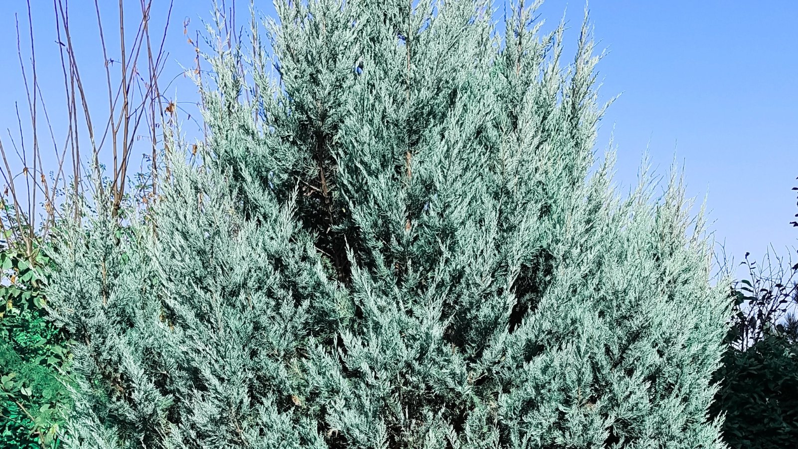 Dense blue-green juniper foliage with sharp, scale-like needles forming a tall, pyramidal tree.