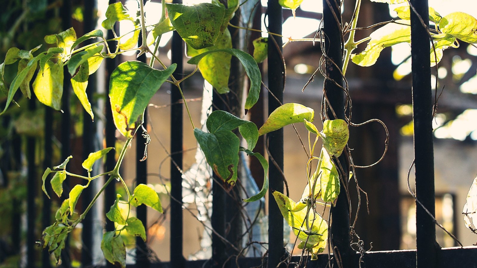 Clematis vines climbing a fence with limp, discolored leaves and drooping stems.