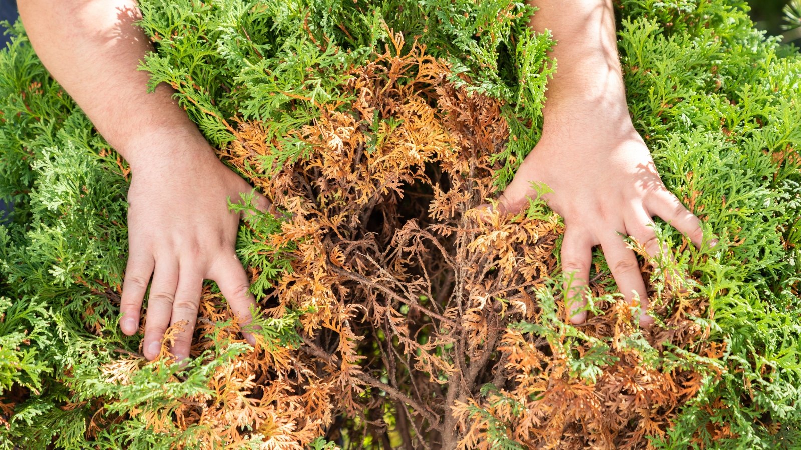 Gardener hands touch brown, brittle, and curled winter-damaged leaves on a thuja tree.
