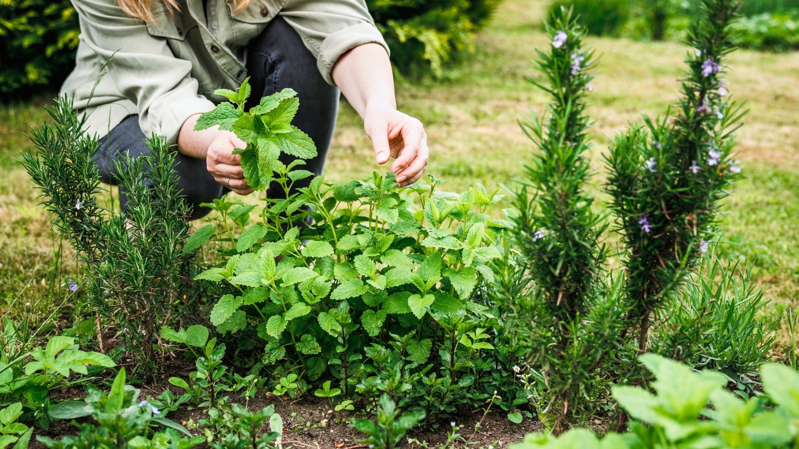 A female gardener pinches the leaves of a young lemon balm plant in a bed of mixed herbs.