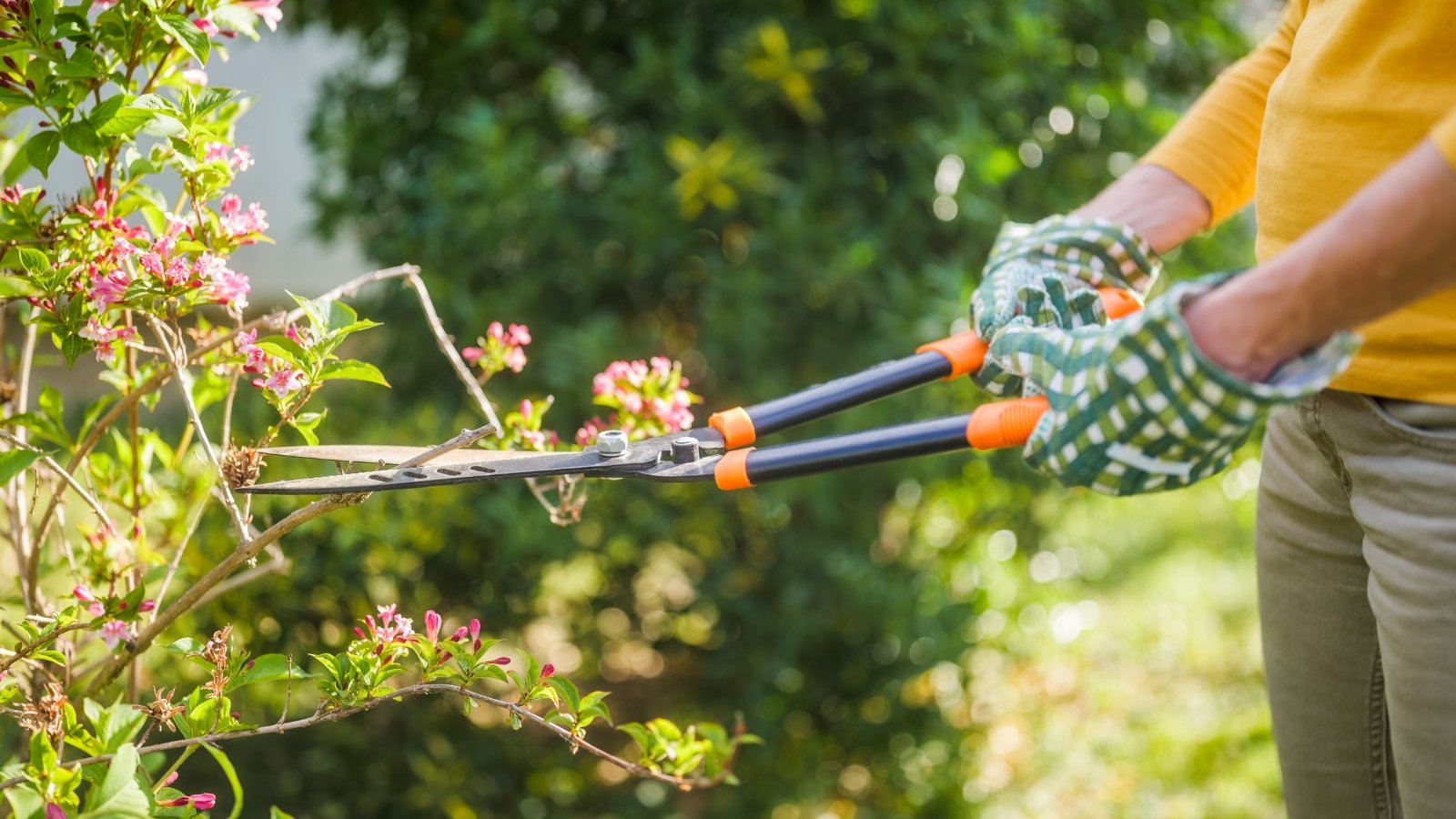 A woman in green gloves with large garden shears trims a flowering Weigela bush with soft pink flowers and green foliage in a sunny garden.