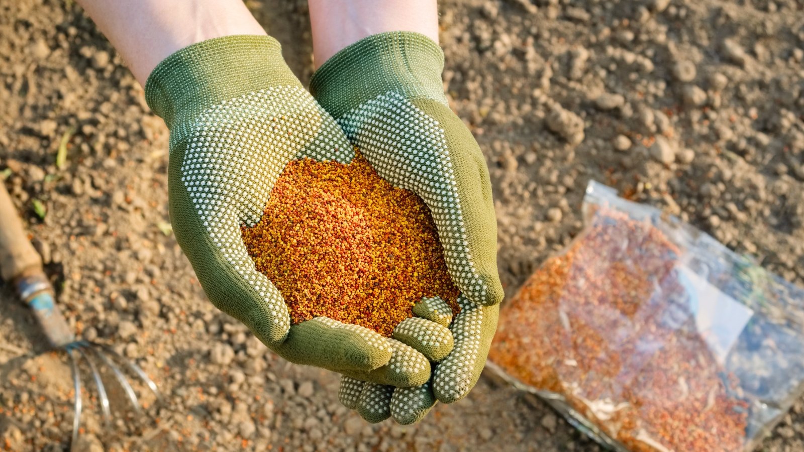 Close up of female hands in green gloves holding a handful of fresh clover seeds, tiny oval seeds in orange-yellow hues, above a packet of seeds and a small garden fork lying on loose leveled soil.

