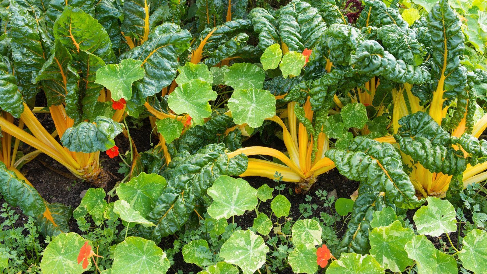Bright yellow chard stalks with crinkled green leaves grow among round-leaved nasturtiums with trailing stems and orange flowers in a lush garden bed.