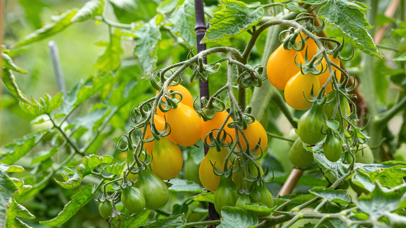 A cluster of small, pear-shaped yellow and green fruits hanging from delicate, curling green stems.