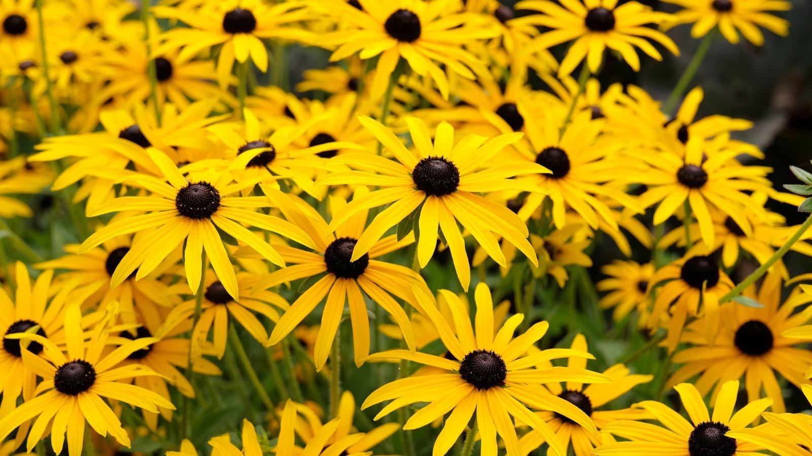 Vivid golden yellow daisy-like flowers with dark brown centers on strong, upright stems with textured green leaves.
