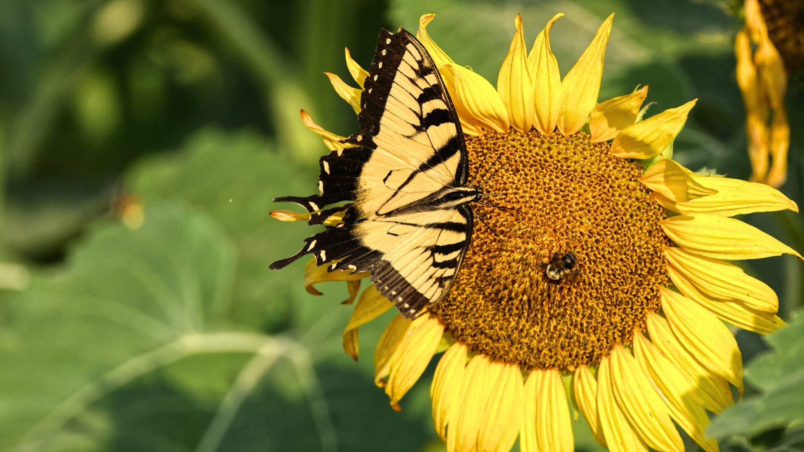 A yellow swallowtail butterfly with black markings rests on the large golden flower head of a towering sunflower with broad green leaves.