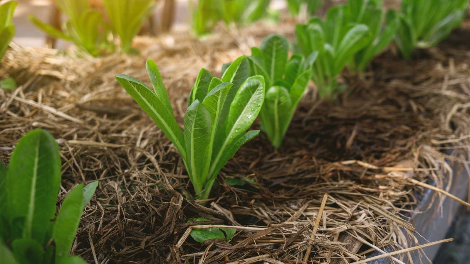 Young lettuce plants with long, oval green leaves forming tidy rosettes grow in neat rows on a straw-mulched garden bed.
