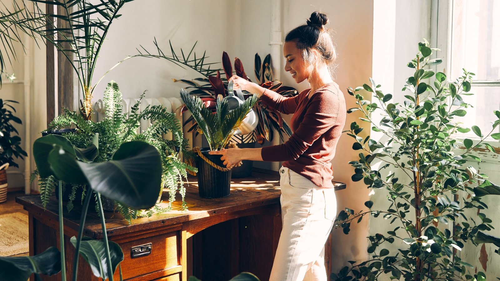 Young woman in white trousers and brown jumper watering houseplants using a metal watering can, indoors in a sunny room.