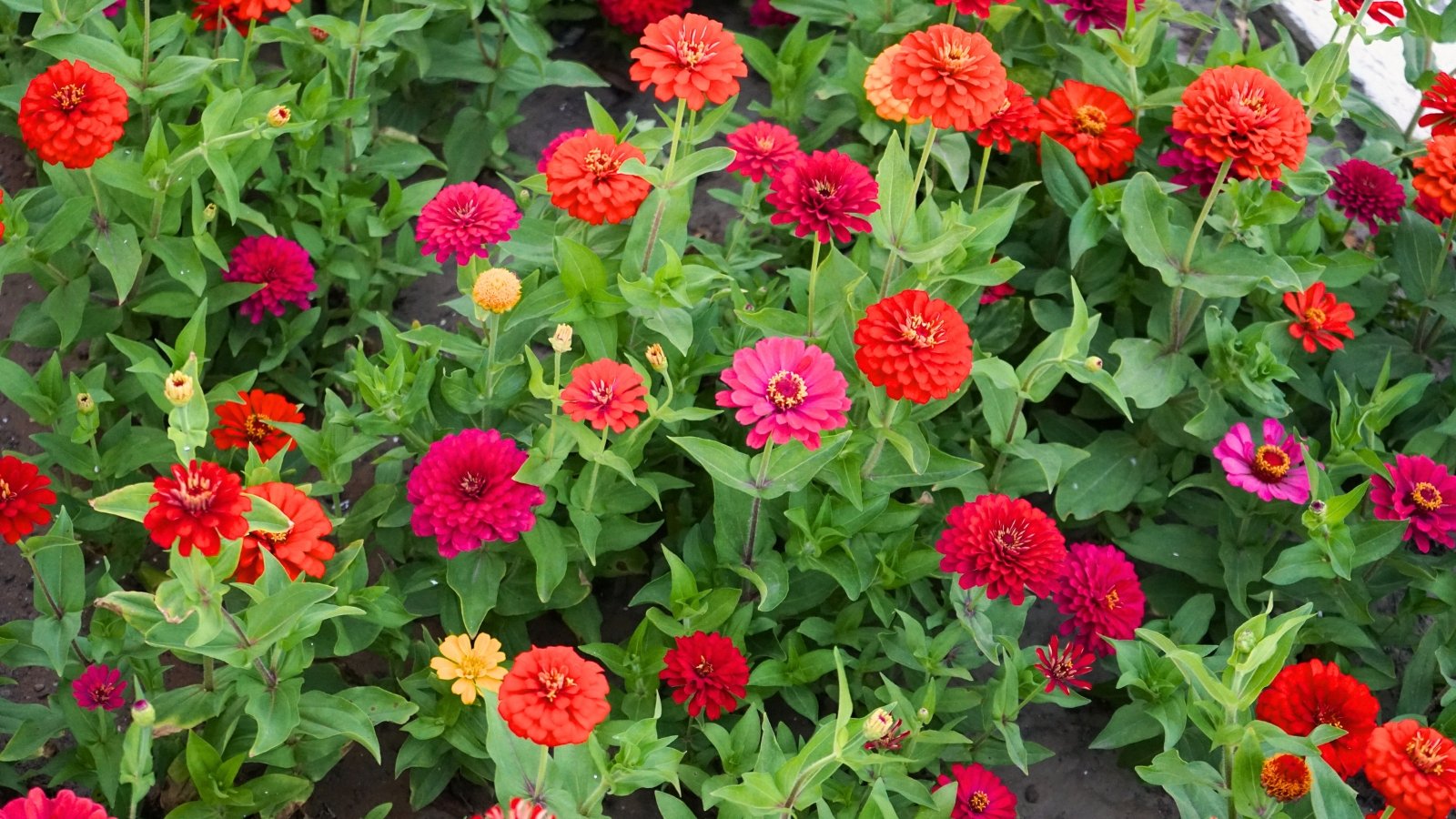 Bright, multi-petaled flowers in shades of pink, red, and orange with a dense, rounded bloom atop sturdy green stems.