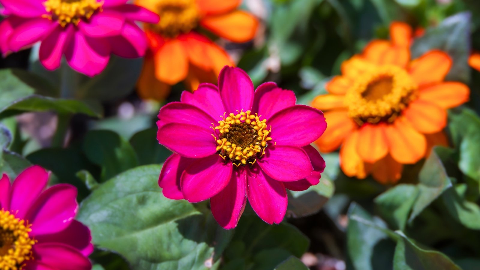 A bright pink flower with a tight yellow and brown central disk stands out against other orange and pink blossoms.