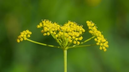 A delicate, flat-topped cluster of tiny, bright yellow florets on slender green stalks against a blurred green background.