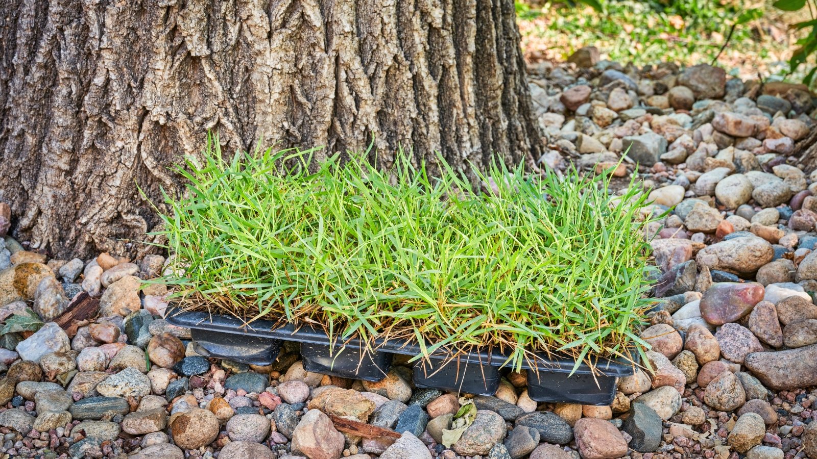 Small plugs of Zoysia grass with dense green blades are neatly arranged in a seed tray.